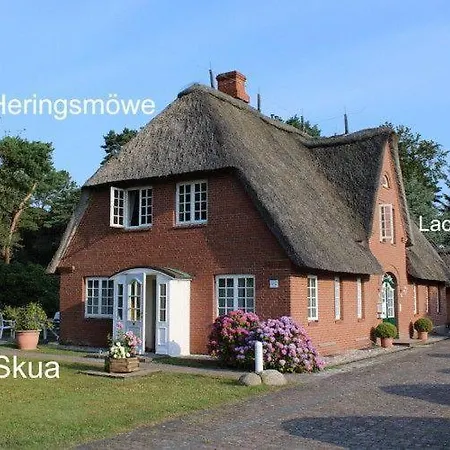 Heringsmoewe *